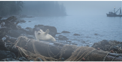 Sighting #001: Northwest Shoreline Evidence